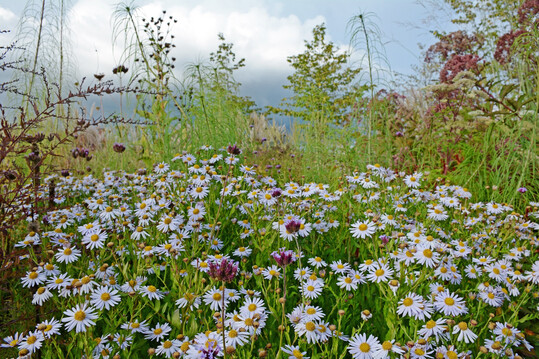 Die Staude des Jahres bildet auergewhnlich standhafte Bestnde, die auch nach Regenschauern nicht auseinanderfallen. Davon profitieren auch die Begleitstauden. Hier lsst Patagonisches Eisenkraut (
<i>Verbena bonariensis</i>
) seine fliederfarbenen Bltenstngel ber den weien Bltenwolken tanzen. Im Hintergrund ragen die skurrilen Triebe der Weidenblttrigen Sonnenblume (
<i>Helianthus salicifolius</i>
) empor.