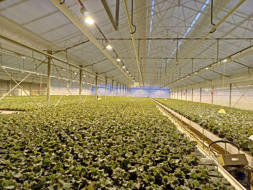 Mit dem neuen Gewchshaus werden die Kapazitten in der Jungpflanzenproduktion weiter ausgebaut.