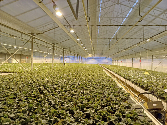Mit dem neuen Gewchshaus werden die Kapazitten in der Jungpflanzenproduktion weiter ausgebaut.