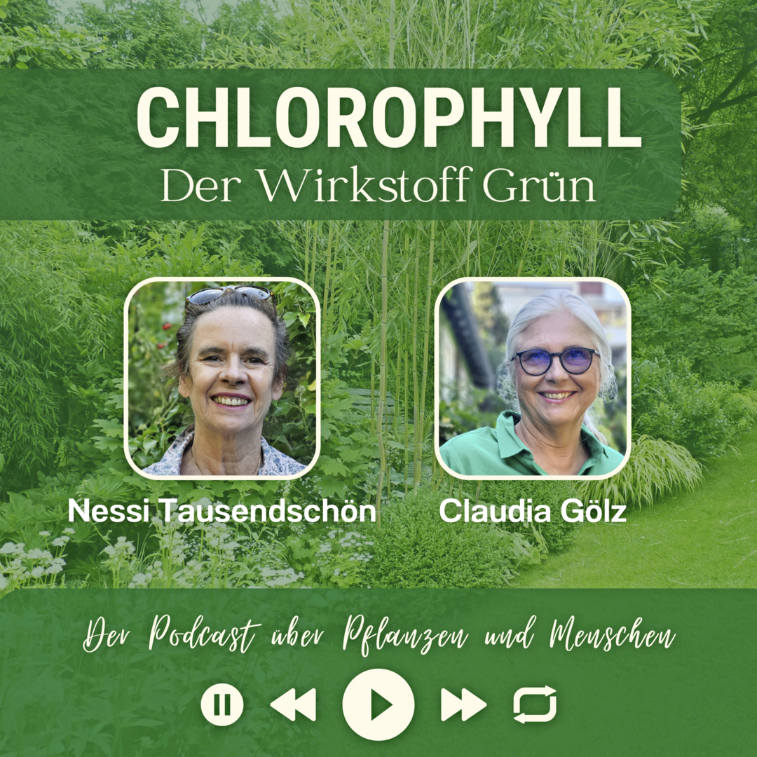 Wieviel Grtnerin noch in der Kabarettistin Nessi Tausendschn steckt, welche Erfahrungen sie mit verschiedenen Pflanzen macht, was ihr unter keinen Umstnden in den Garten kommt, bespricht sie mit Claudia Glz in der aktuellen Folge von CHLOROPHYLL - der Wirkstoff Grn.