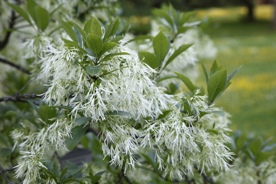 Erstmals wurde ein mit dem Eschentriebsterben infizierter Schneeflockenstrauch (Chionanthus) in Großbritannien entdeckt.