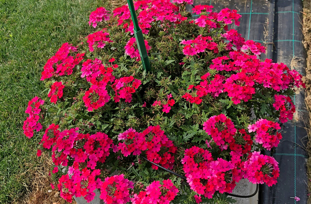 <i>Verbena </i>
‘Majesty Compact Hot Pink’