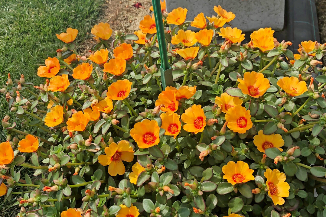 <i>Portulaca </i>
‘Kokorita Apricot with Ring’
