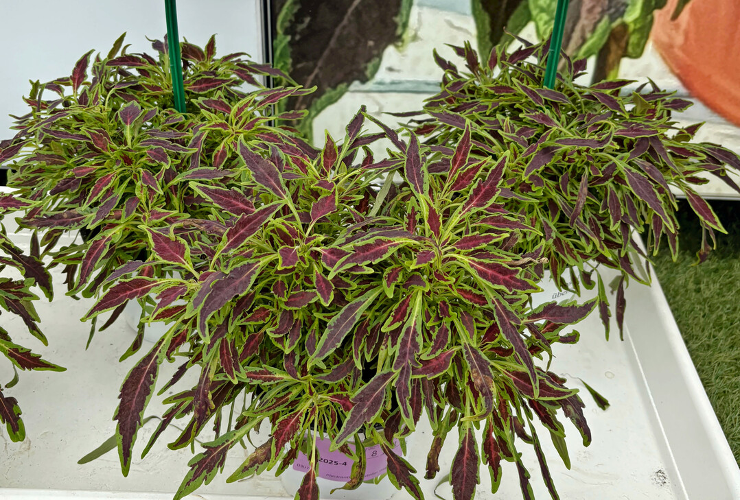 Eine Besonderheit:
<i>Coleus </i>
„Arabesque Razor Blades“ mit schmalem Laub.
