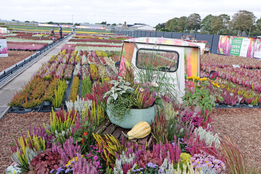 Die bunten Herbstausstellungen in den Betrieben der Züchter, Jungpflanzenfirmen und weiterer Gärtner boten viel Farbe – hier bei Futura Flower in Straelen.