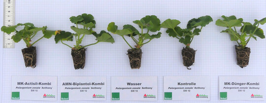 Einsatz kologischer Betriebsmittel in der Jungpflanzenproduktion von P. zonale "Anthony".
Wachstumsverlauf in Abhngigkeit von den geprften Behandlungsvarianten von KW 11 bis KW 16/2025 (n = 45)