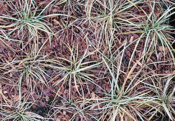 Viele Stauden-Gräser sind empfindlich für Wurzelkrankheiten, meist verursacht durch
<i>Fusarium</i>
.