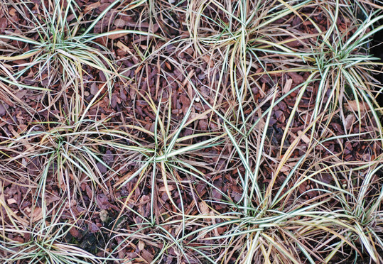 Viele Stauden-Gräser sind empfindlich für Wurzelkrankheiten, meist verursacht durch
<i>Fusarium</i>
.