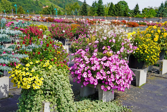 Das Sortenprffeld in Dresden-Pillnitz.