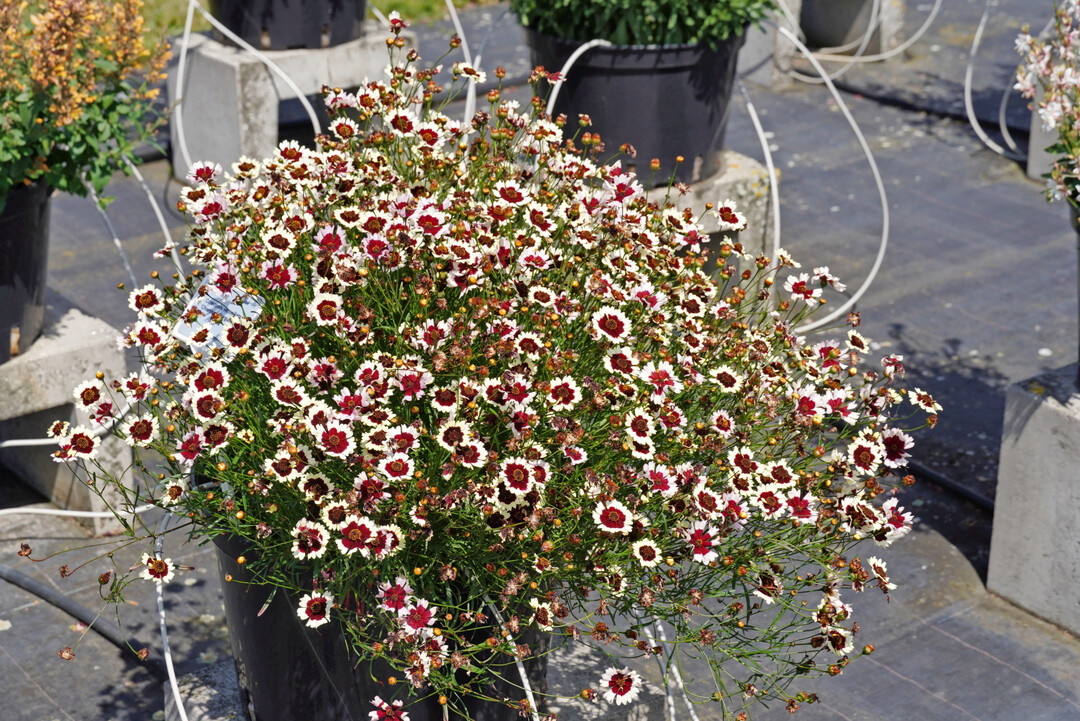 <i>Coreopsis </i>
Chorosan Burgundy & White 