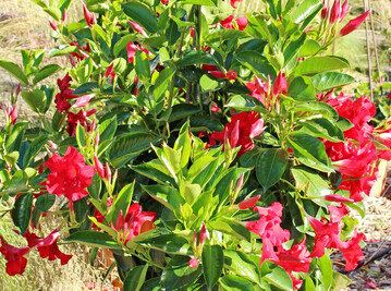 <i>Mandevilla </i>
Sundaville Big Red