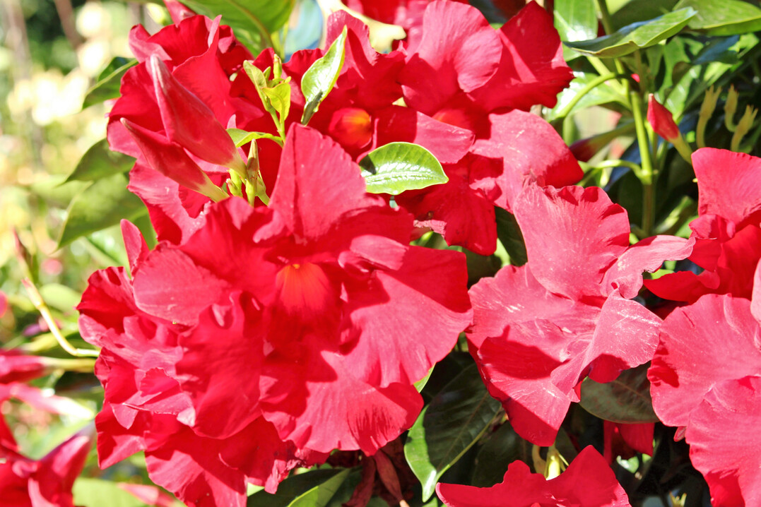 <i>Mandevilla </i>
‘Sundaville Big Red’