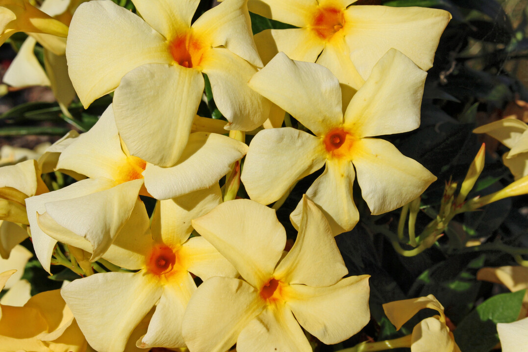 <i>Mandevilla </i>
‘Sundaville Gold’