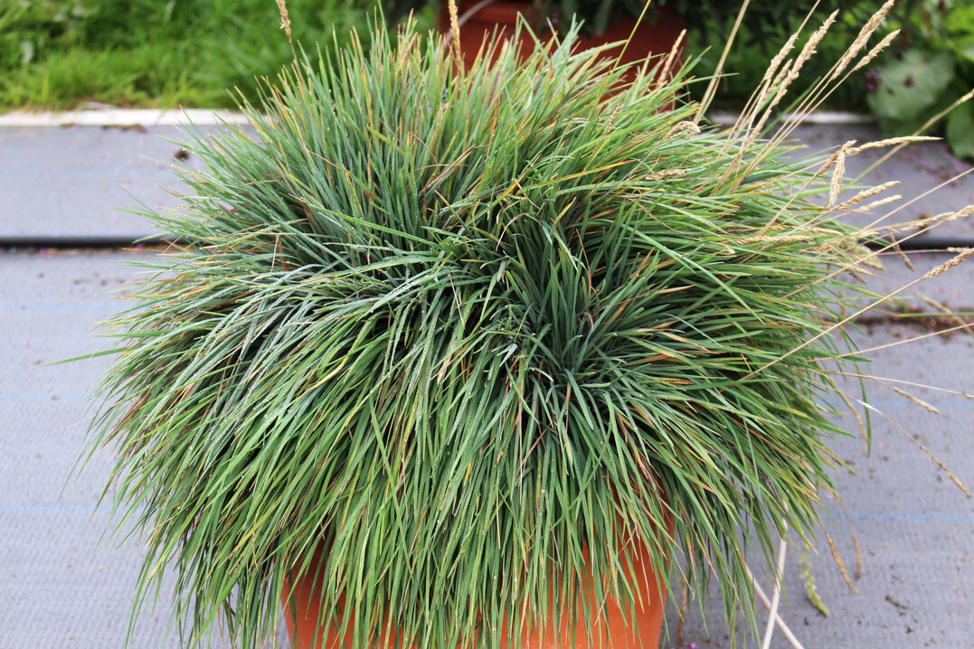 <i>Koeleria </i>
glauca ‘Bluey’