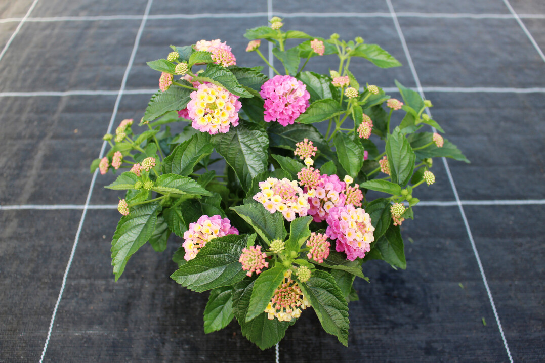 <i>Lantana </i>
‘Havana Sunrise 24’ in der Anzucht.
