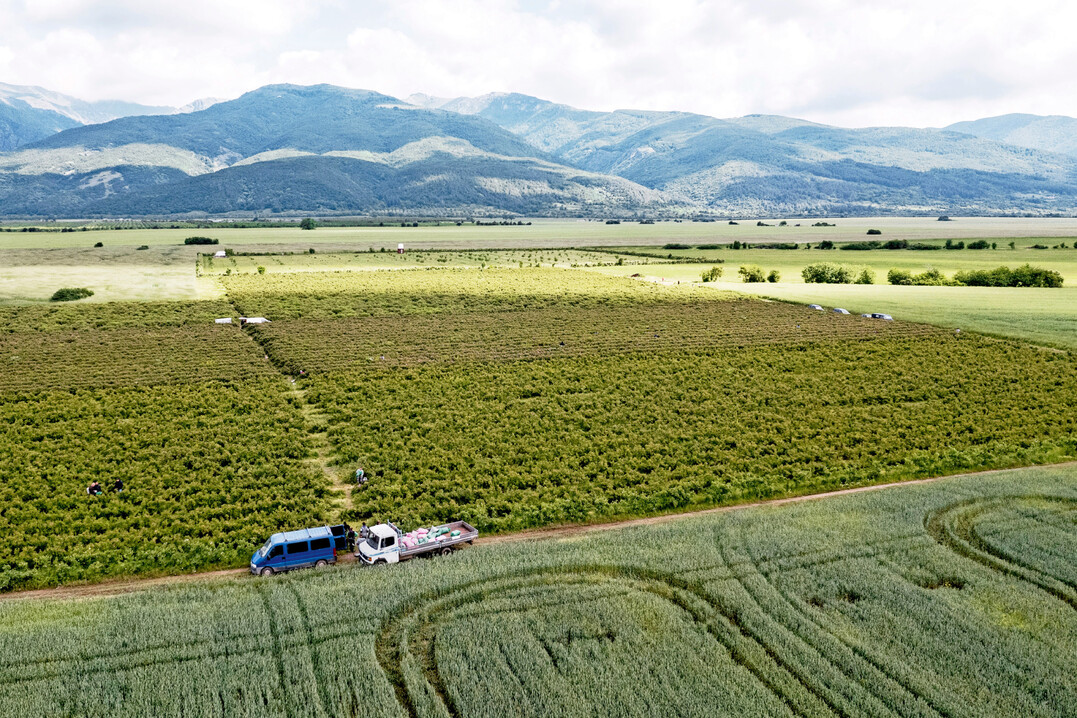 Das Rosental (Rozova Dolina)  liegt etwa zweihundert Kilometer westlich der Hauptstadt Sofia.