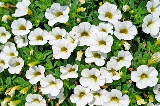 Calita Perfect ‘White Yellow Eye‘