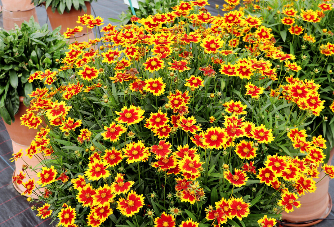 <i>Coreopsis verticilata </i>
Solar Juwel