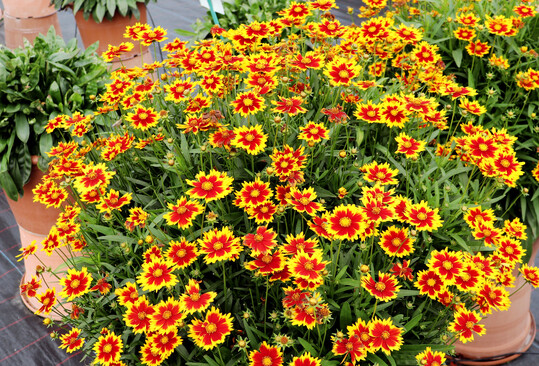 <i>Coreopsis verticilata ‘</i>
Solar Juwel’