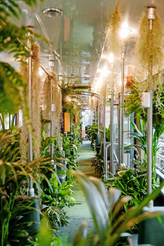 Begrünte Stadtbahn, Mannheim, BuGG-Mitglied: Blumen Otto GmbH