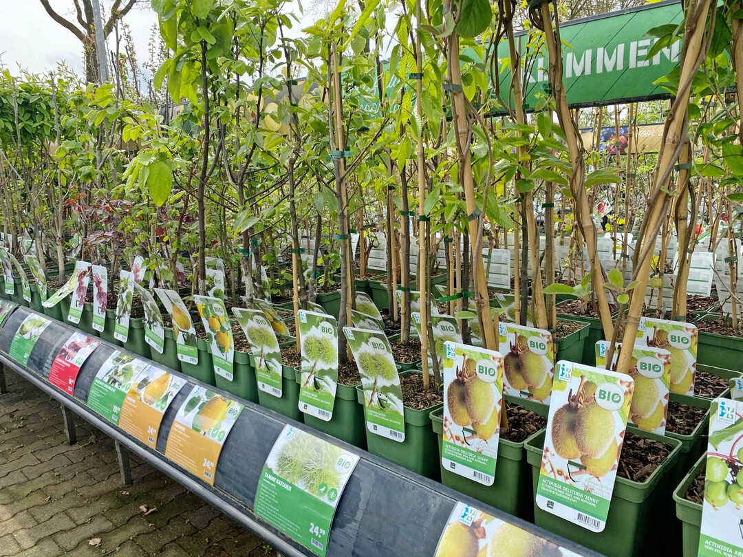 Wenig nachhaltig produzierte Pflanzen passen nicht mehr zur Unternehmensvision von Intratuin.