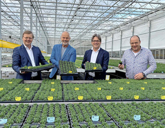 Das niederländische Unternehmen Schneider Youngplants aus Woudrichem startet nach einer erfolgreichen Übernahme neu durch. Von links: Jacob Schneider, Jan den Hartog, Bernd Postma und Jan Arends.