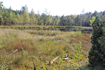 Moorbden sind fr den Klimaschutz von zentraler Bedeutung: In ihnen ist, trotz deutlich geringerer Flche, mehr Kohlenstoff gespeichert als in allen deutschen Wldern zusammen. 
