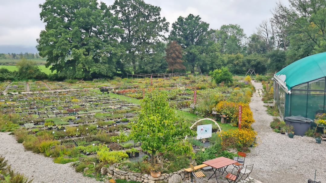 Die Staudeng�rtnerei StaudenSpatz in Oberhausen produziert im Alpenvorland mit einem guten Dutzend Mitarbeitenden rund 2.500 Arten und Sorten an Schatten- und Sonnenstauden, Gr�sern, Farnen und Kr�utern. 500 davon sind heimische Wildstaudenarten.
