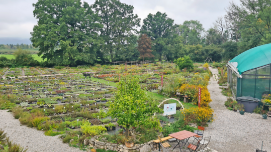 Die Staudengärtnerei StaudenSpatz in Oberhausen produziert im Alpenvorland mit einem guten Dutzend Mitarbeitenden rund 2.500 Arten und Sorten an Schatten- und Sonnenstauden, Gräsern, Farnen und Kräutern. 500 davon sind heimische Wildstaudenarten.