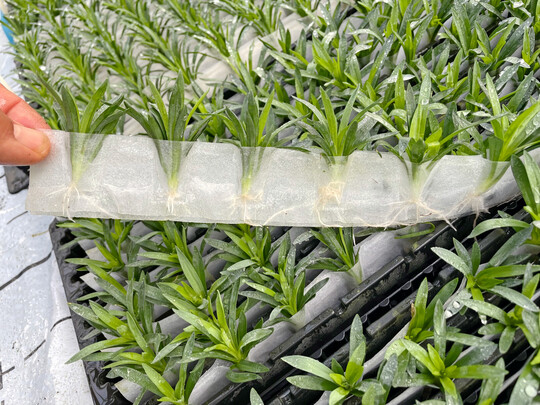 Mit dem RCS 2.0 setzt Selecta one neue Standards in der Jungpflanzenproduktion.