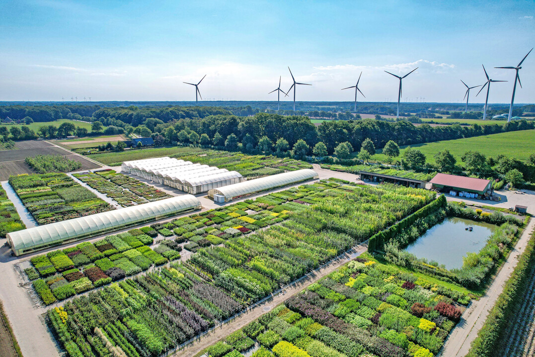 Baumschule Schachtschneider aus Dötlingen produziert vor allem wurzelnackte Heckenware sowie Wild- und Ziersträucher.