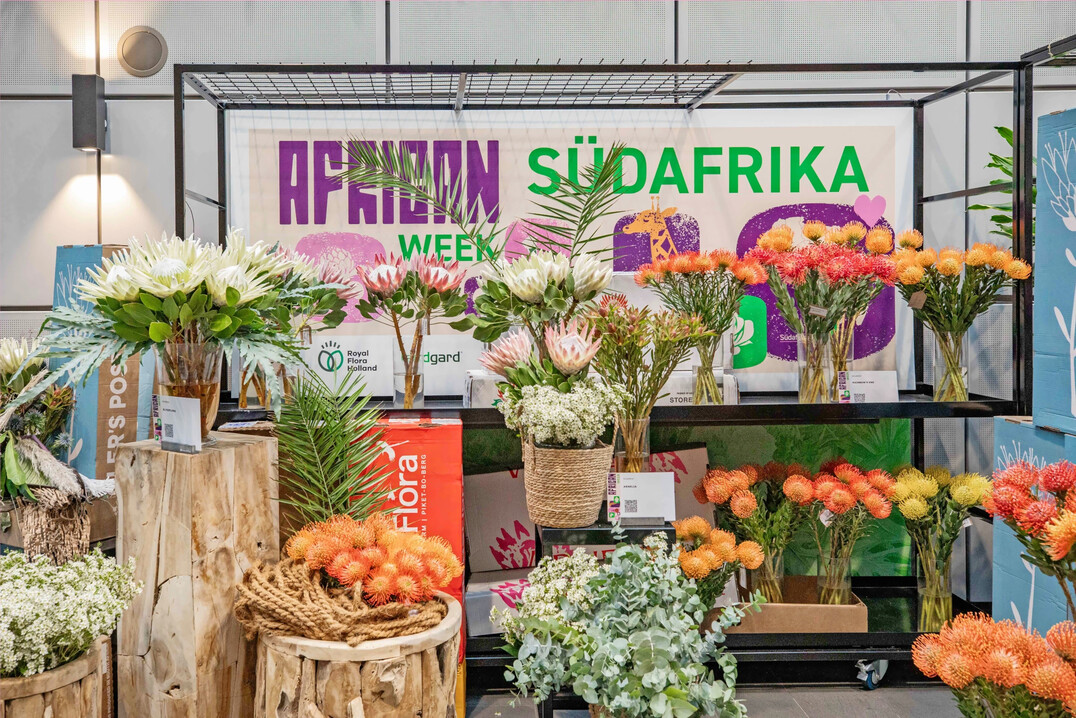 Die Ausstellung bot einen breiten Überblick über das Sommerblumen- und Rosensortiment aus Afrika.