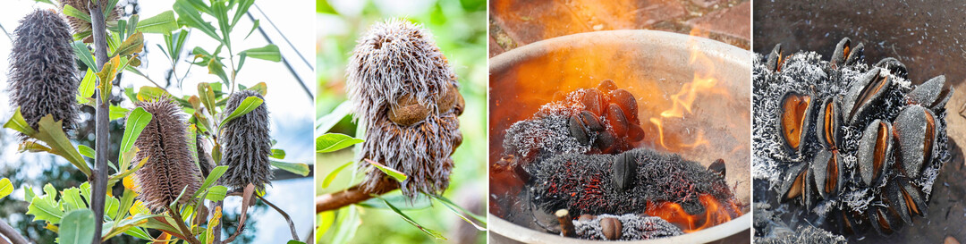 Banksien wie hier Banksia oreophila wachsen im Kuppelgewchshaus, sie gehren zu den Pyrophyten: (v.l.): Blten- und Fruchtstnde; Fruchtstand mit sichtbaren Samenkapseln; erst durch Feuer  hier mit einem Gasbrenner  ffnen sich die Frchte; die Samen knnen dann aus den geffneten Kapseln herausfallen und landen in fruchtbarer Erde.