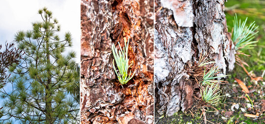 Der Kstenmammutbaum (
<i>Sequoia sempervirens</i>
) auf den Konifereninseln. Besonders beeindruckend ist der Blick in die Krone des vier Stmme umfassenden Exemplars.