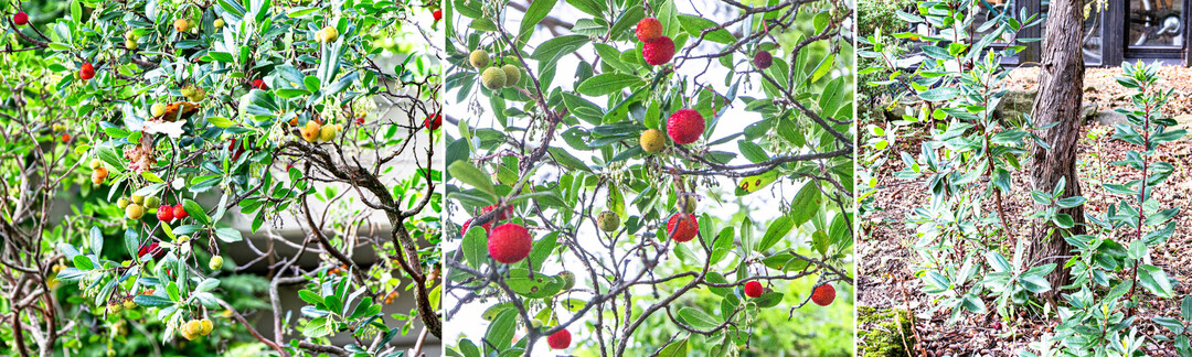 Der Erdbeerbaum (Arbutus) mit seinen charakteristischen, wohlschmeckenden Frchten ist in der Lage, nach einem Brand unterirdisch auszutreiben und sogenannte Stockausschlge zu entwickeln.