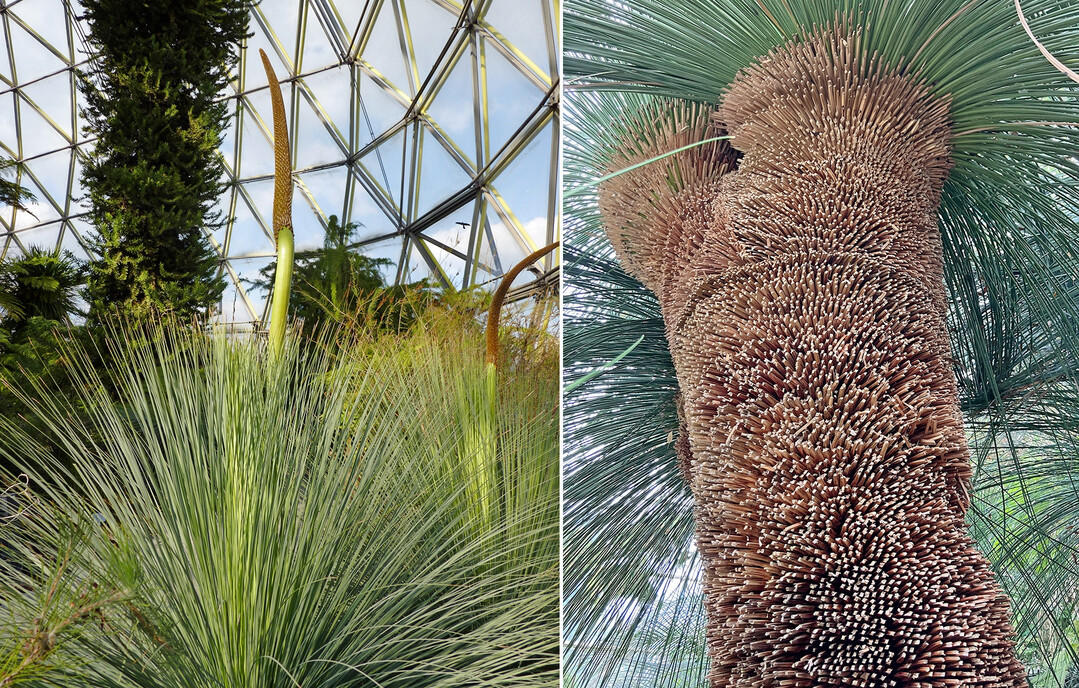 Zwei junge Grasbume (Xanthorrhoea macronema, links) und ein ausgewachsener Grasbaum (Xanthorrhoea preissii). Diese Pflanzen schtzen sich durch eine ausladende Strohtunika, einen Mantel aus abgestorbenen Blttern, vor einem Feuer. Beim Baum rechts wurde diese gekappt.