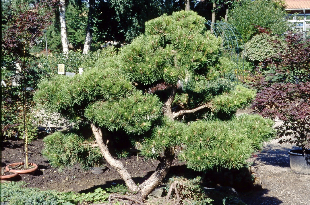 Die Jungpflanzenzucht von Nadelbumen verkleinerte sich in den letzten Jahren um fast ein Viertel.