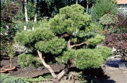 Die Jungpflanzenzucht von Nadelbäumen verkleinerte sich in den letzten Jahren um fast ein Viertel.