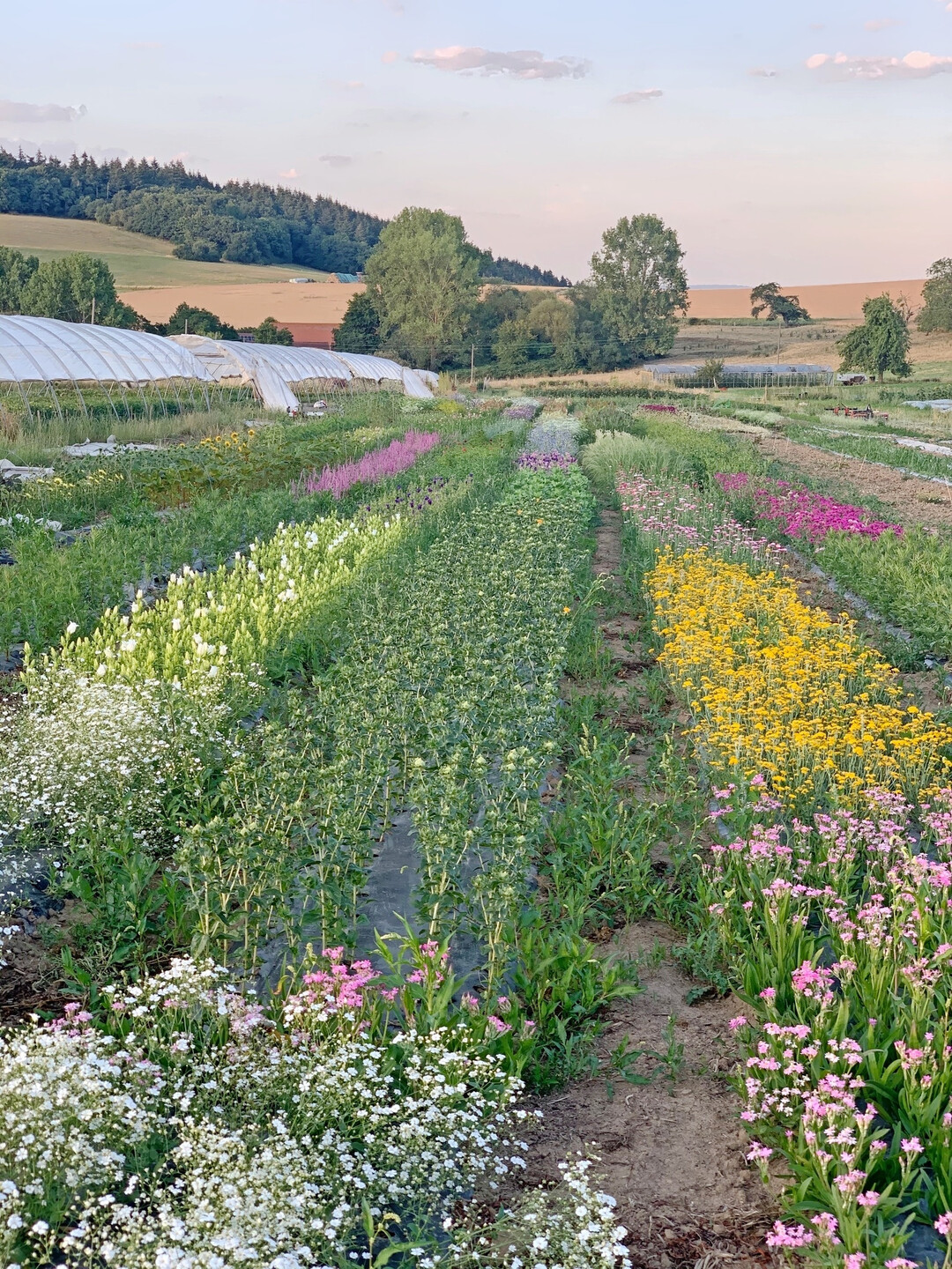 Buntes f�r den Schnitt bei Rox & Rose.