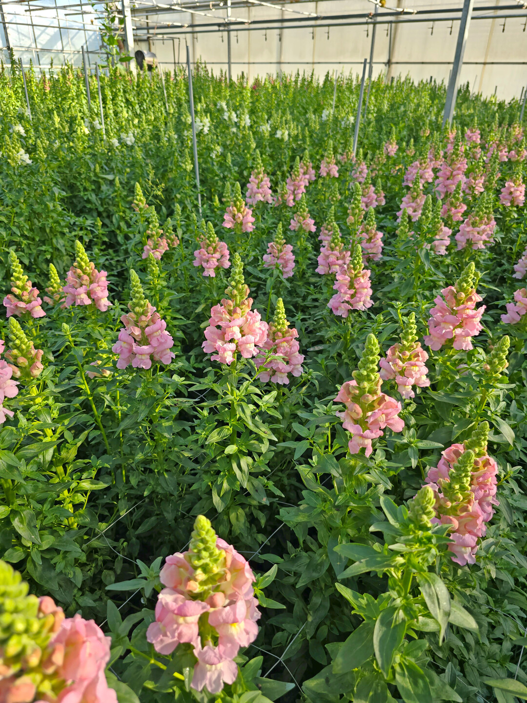 Anbau von Bio-Schnittblumen bei Floralita.