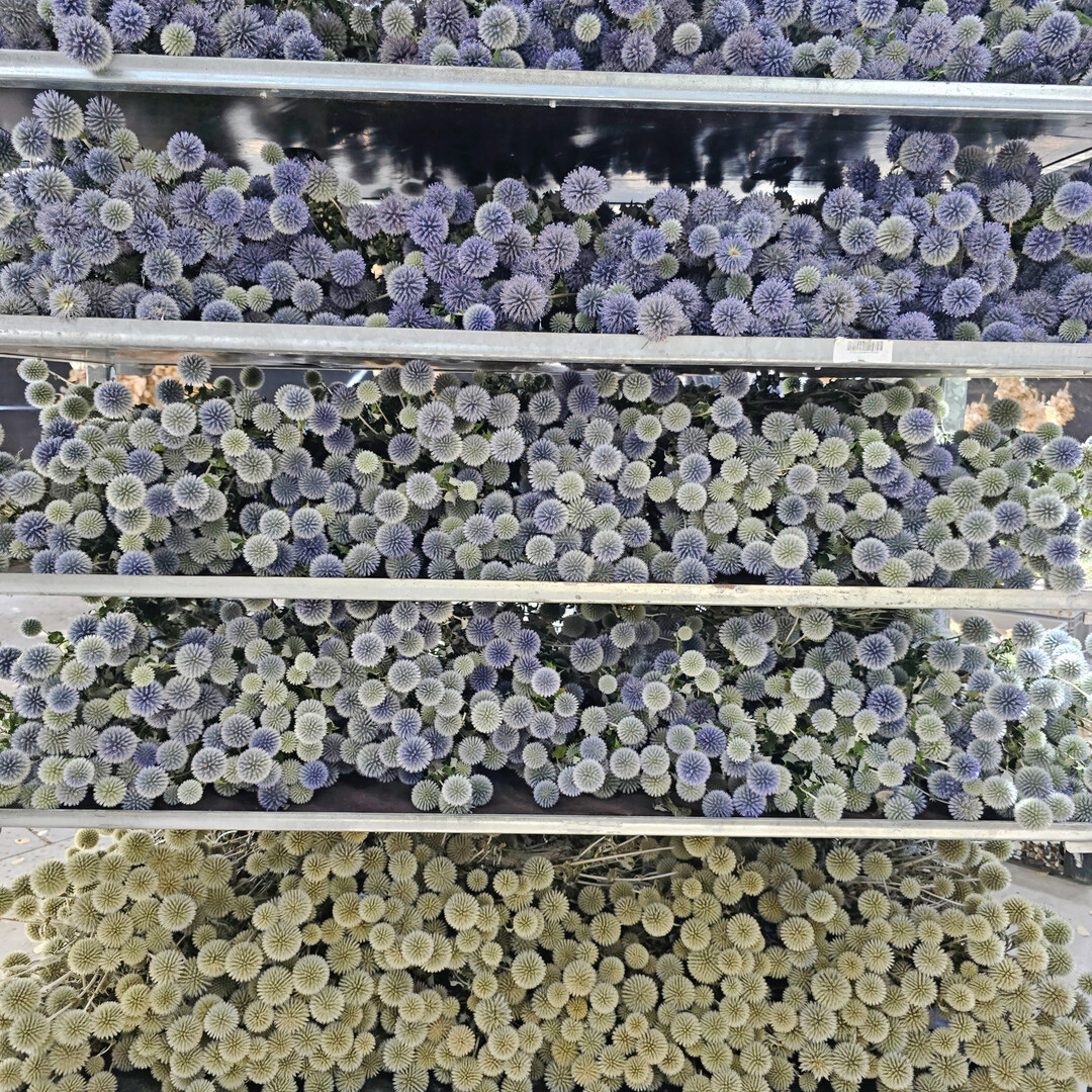 Bei Trockenblumen ist das optimale Erntedatum entscheidend.