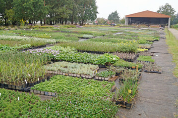 Mit ihrer Sortimentsvielfalt bieten Staudengärtner zahlreiche Pflanzvarianten für unterschiedliche Standorte an.