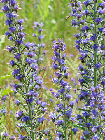 Der Gewhnliche Natternkopf (
<i>Echium vulgare</i>
) wurde zur Wildpflanze des Jahres 2026 gekrt