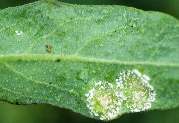 1: 
<i>Albugo </i>
an 
<i>Alyssum</i>