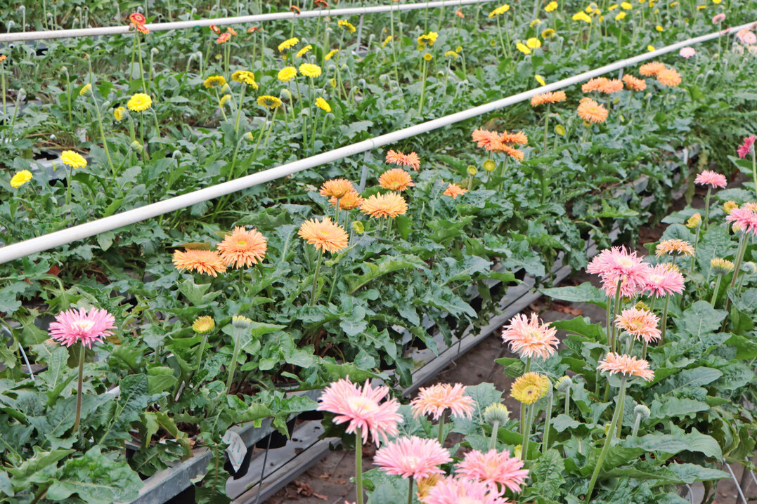 1.282 Betriebe kultivierten von Juli 2024 bis Juni 2025 Schnittblumen auf einer Anbauflche von 2.420 Hektar. 