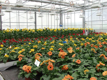 Canna und Gerbera unter tropischen Klimabedingungen im Niedrigenergiegewchshaus.