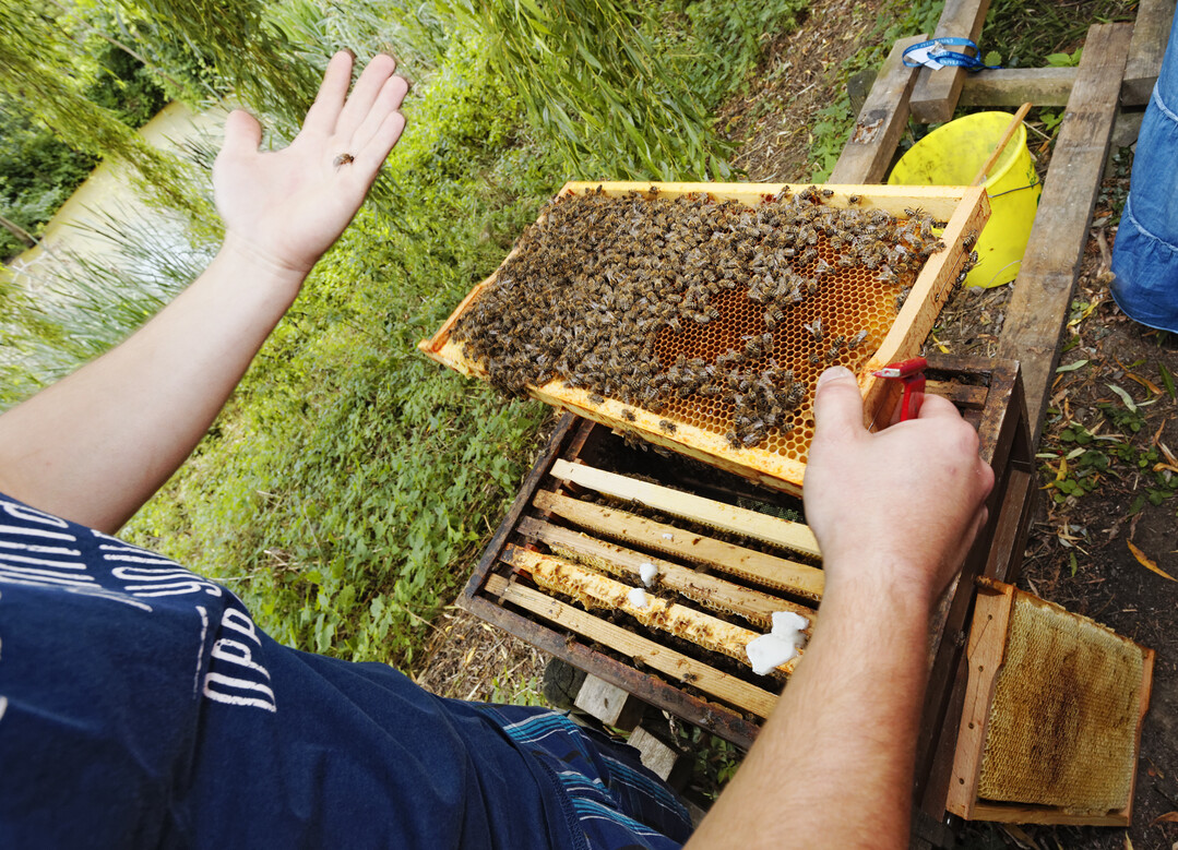 Durch das DroplegUl-Verfahren kann das Risiko minimiert werden, dass Bienen, Hummeln oder Schmetterlinge durch Pflanzenschutzmittel geschdigt werden.
