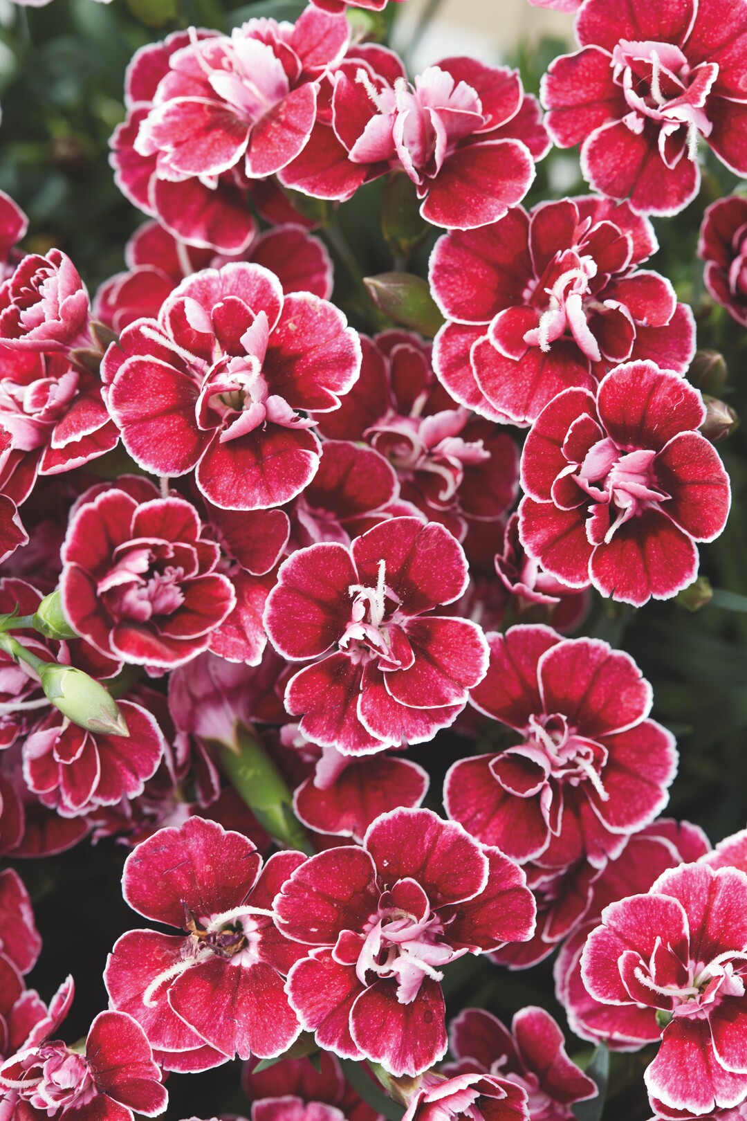 Dianthus caryophyllus Capitn Coln