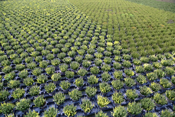 Homogene Best�nde von 
<i>Calluna vulgaris</i>
 kultiviert mit einem Torfersatzanteil von 35 Vol.-%.