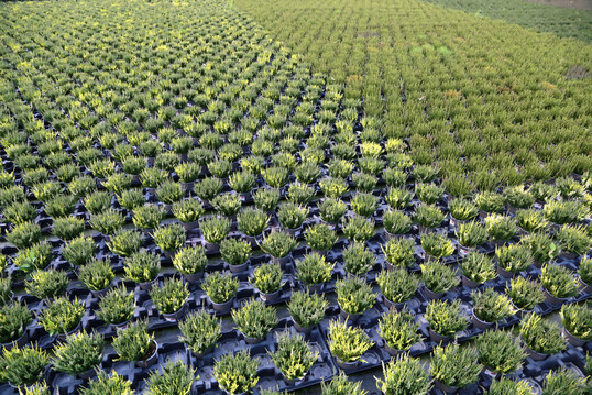 Homogene Best�nde von 
<i>Calluna vulgaris</i>
 kultiviert mit einem Torfersatzanteil von 35 Vol.-%.